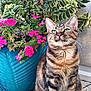 cat, tabby_cat, flower_pot, pink_flowers, green_leaves, blue_pot, outdoor, plant, pet, feline, whiskers, fur, striped, garden, nature, sitting, curious, closeup, daylight, concrete_floor
