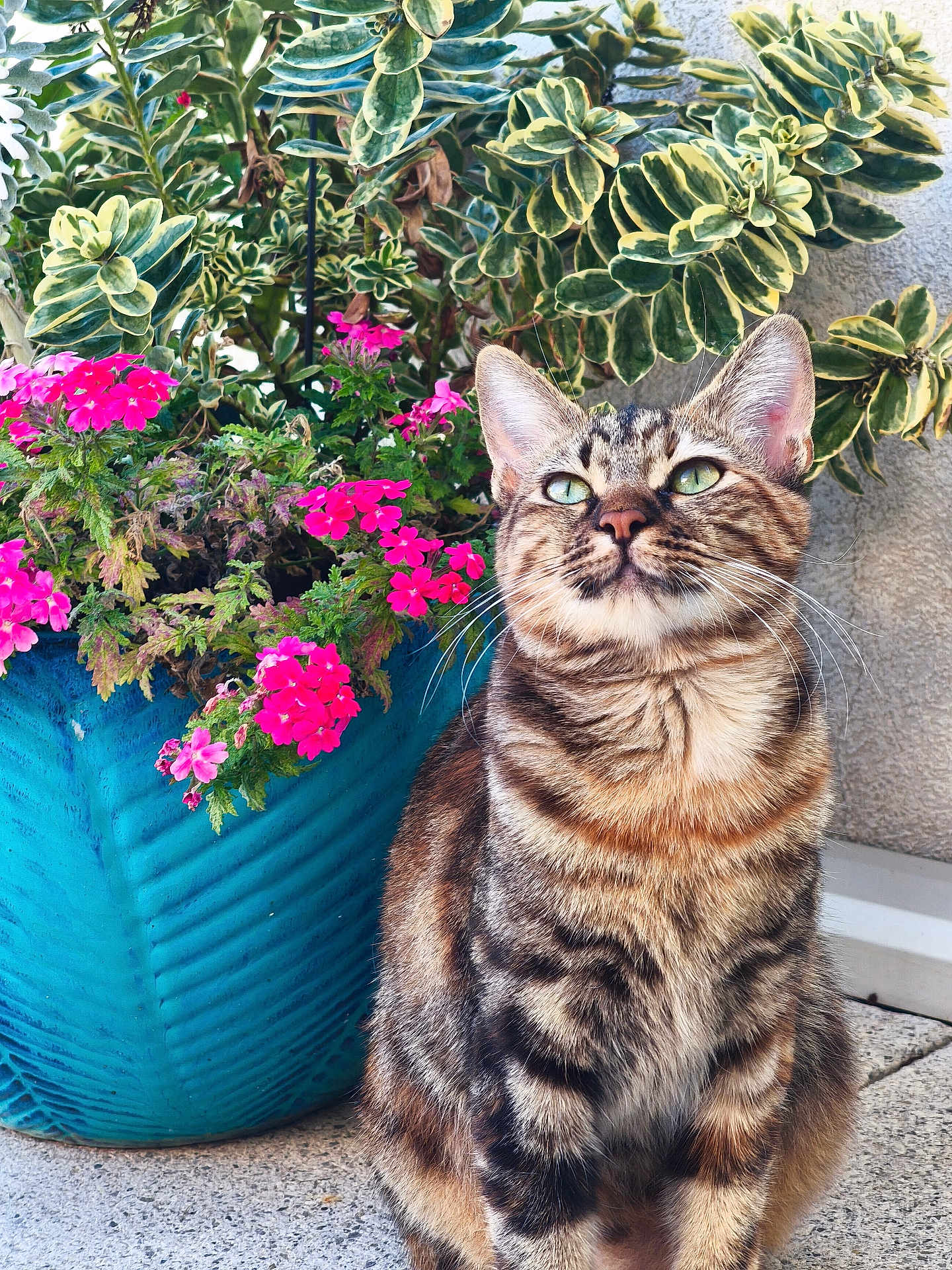 Maïa participe au concours pour gagner de l'argent avec cette photo : cat, tabby_cat, flower_pot, pink_flowers, green_leaves, blue_pot, outdoor, plant, pet, feline, whiskers, fur, striped, garden, nature, sitting, curious, closeup, daylight, concrete_floor