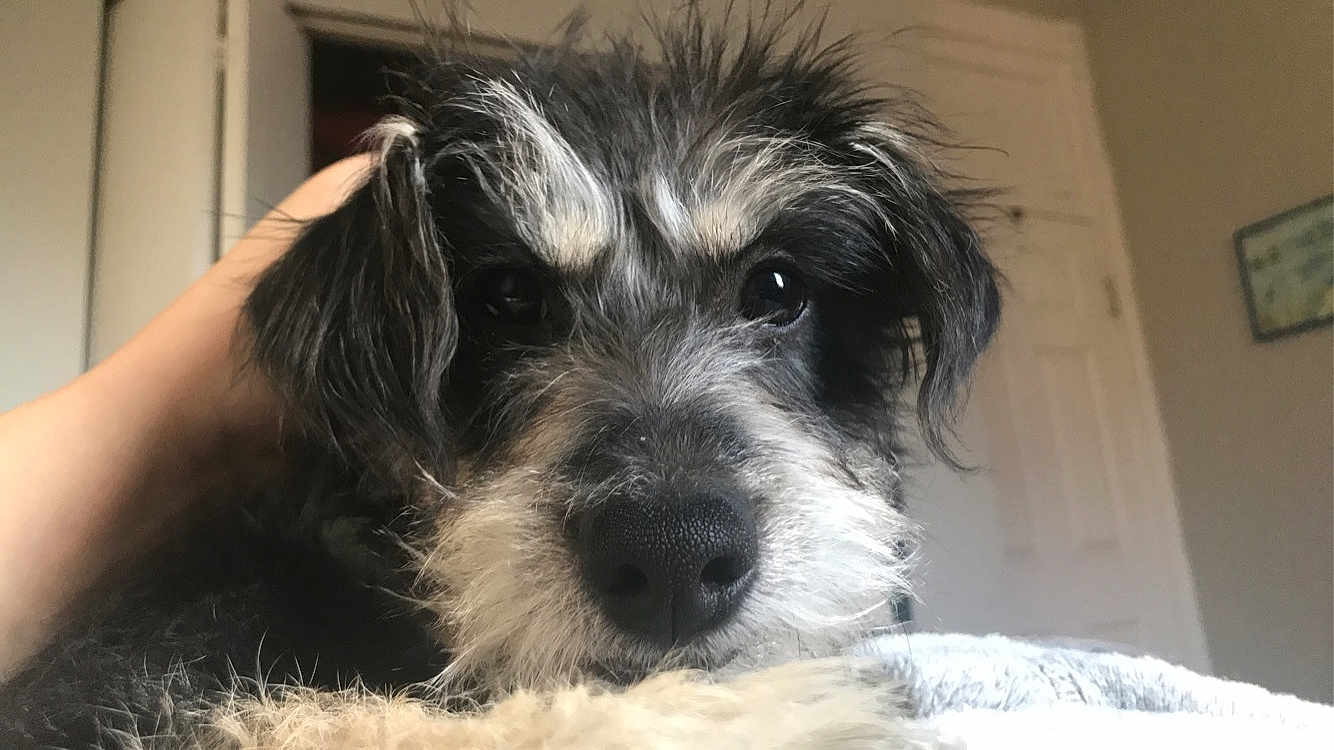 Edwin is registered to the contest to win money with this photo: animal, black_and_white, blanket, canine, close_up, companion, cozy, cute, dog, domestic_animal, face, fur, furry, hand, indoors, pet, portrait, resting, snout, whiskers