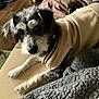 Edwin is registered to the contest to win money with this photo: animal, blanket, casual, closeup, comfort, couch, cozy, dog, fur, furniture, gray, home, indoor, laying, pet, portrait, relaxed, sweater, warm, white