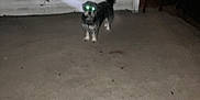 Edwin is registered to the contest to win money with this photo: animal, blur, broom, chair, concrete, dark, dog, empty_space, flash, glowing_eyes, light, night, outdoor, patio, pet, shadow, small_dog, standing, wall, yard