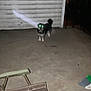 animal, blur, broom, chair, concrete, dark, dog, empty_space, flash, glowing_eyes, light, night, outdoor, patio, pet, shadow, small_dog, standing, wall, yard