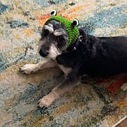 Edwin is registered to the contest to win money with this photo: accessory, animal, colorful, costume, cozy, cute, dog, domestic_animal, floor, funny, furry, green, hat, indoor, looking_up, lying_down, patterned, pet, rug, wooden_floor