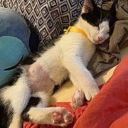 Whiskey joined the competition — help win amazing prizes! animal, bed, bell, black_and_white, blanket, cat, collar, comfort, cozy, cute, fur, indoor, kitten, nap, pet, pillow, relaxing, resting, sleeping, soft
