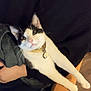 Whiskey is registered to the contest to win money with this photo: animal, arms, black_and_white, blanket, cat, collar, curious, cute, domestic, feline, floor, fur, hand, indoor, person, pet, rug, stretching, whiskers, wood