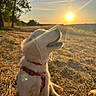 puppy, dog, sunset, outdoor, field, grass, harness, nature, golden_hour, smiling, happy, canine, sun, sky, trees, light, sunshine, pet, animal, sitting