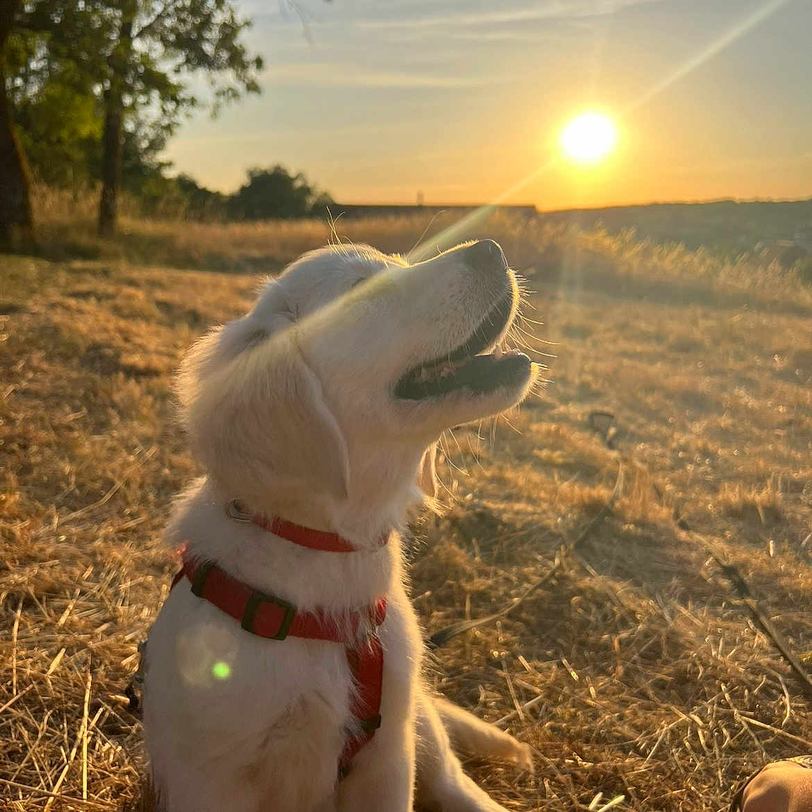 Belle