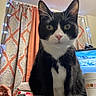cat, black_and_white, tuxedo_cat, indoor, curtains, string_lights, table, computer_screen, hand, closeup, pet, whiskers, face, eyes, fur, domestic_animal, curious, household, front_paws, seated