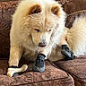dog, booties, bone, couch, brown, fluffy, fur, pet, indoor, paw, toy, curious, seated, patterned, comfort, animal, canine, closeup, domestic, resting
