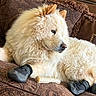 dog, fluffy, booties, couch, bone, indoor, pet, resting, furniture, decorative, calm, side_view, cream_color, paw_protection, cozy, relaxed, domestic, canine, household, comfort