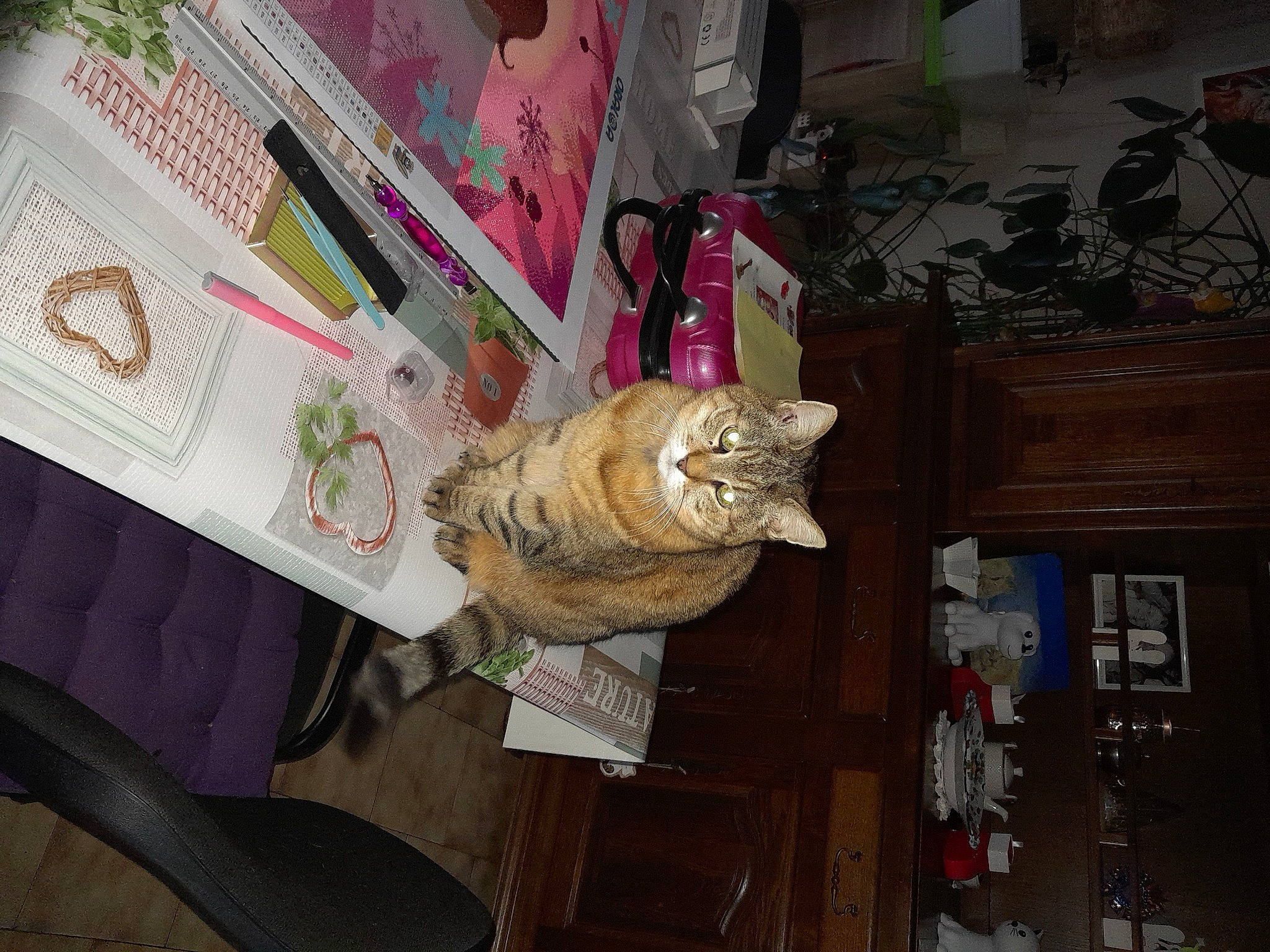 Tigresse a rejoint le concours — aidez-le/la à gagner de superbes lots ! carnivore, cat, domestic_short_haired_cat, door, felidae, fur, houseplant, natural_material, paper, paper_product, peach, plant, publication, room, shelf, shelving, small_to_medium_sized_cats, visual_arts, whiskers, wood