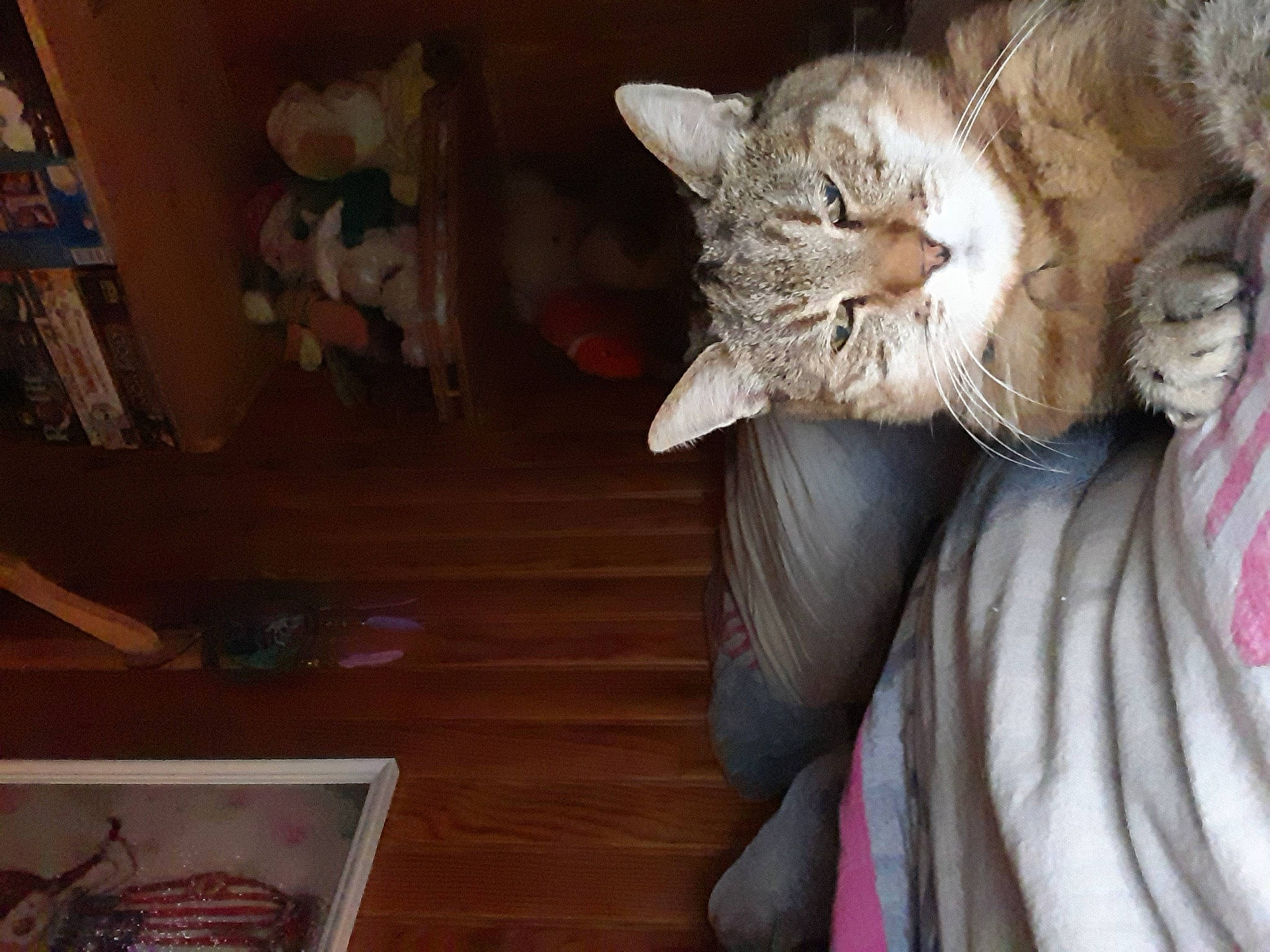 Tigresse participe au concours pour gagner de l'argent avec cette photo : carnivore, cat, claw, comfort, domestic_short_haired_cat, door, fawn, felidae, fur, hardwood, nap, paw, picture_frame, room, shelf, small_to_medium_sized_cats, tail, whiskers, window, wood