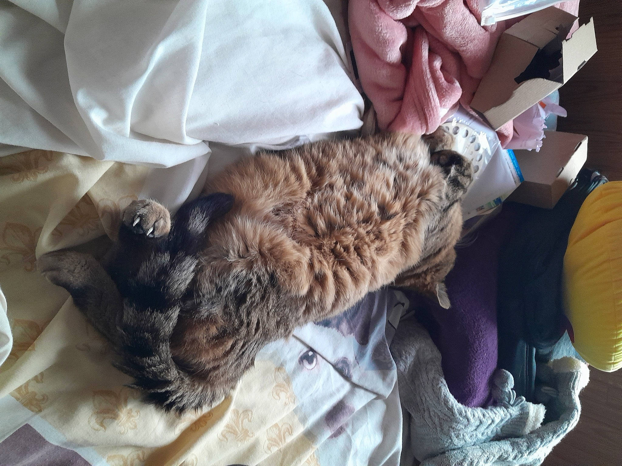 Tigresse participe au concours pour gagner de l'argent avec cette photo : bed, canidae, carnivore, child, claw, comfort, companion_dog, dog_breed, feather, felidae, fur, hair_coloring, linens, nap, room, small_to_medium_sized_cats, sporting_group, tail, whiskers, wool