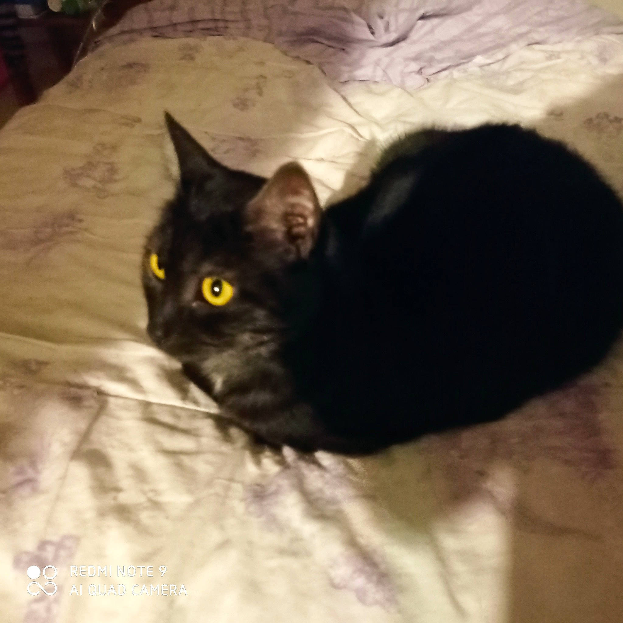 Teddy participe au concours pour gagner de l'argent avec cette photo : black_cat, bombay, carnivore, cat, cat_supply, claw, comfort, domestic_short_haired_cat, felidae, fur, grey, paw, small_to_medium_sized_cats, tail, terrestrial_animal, whiskers