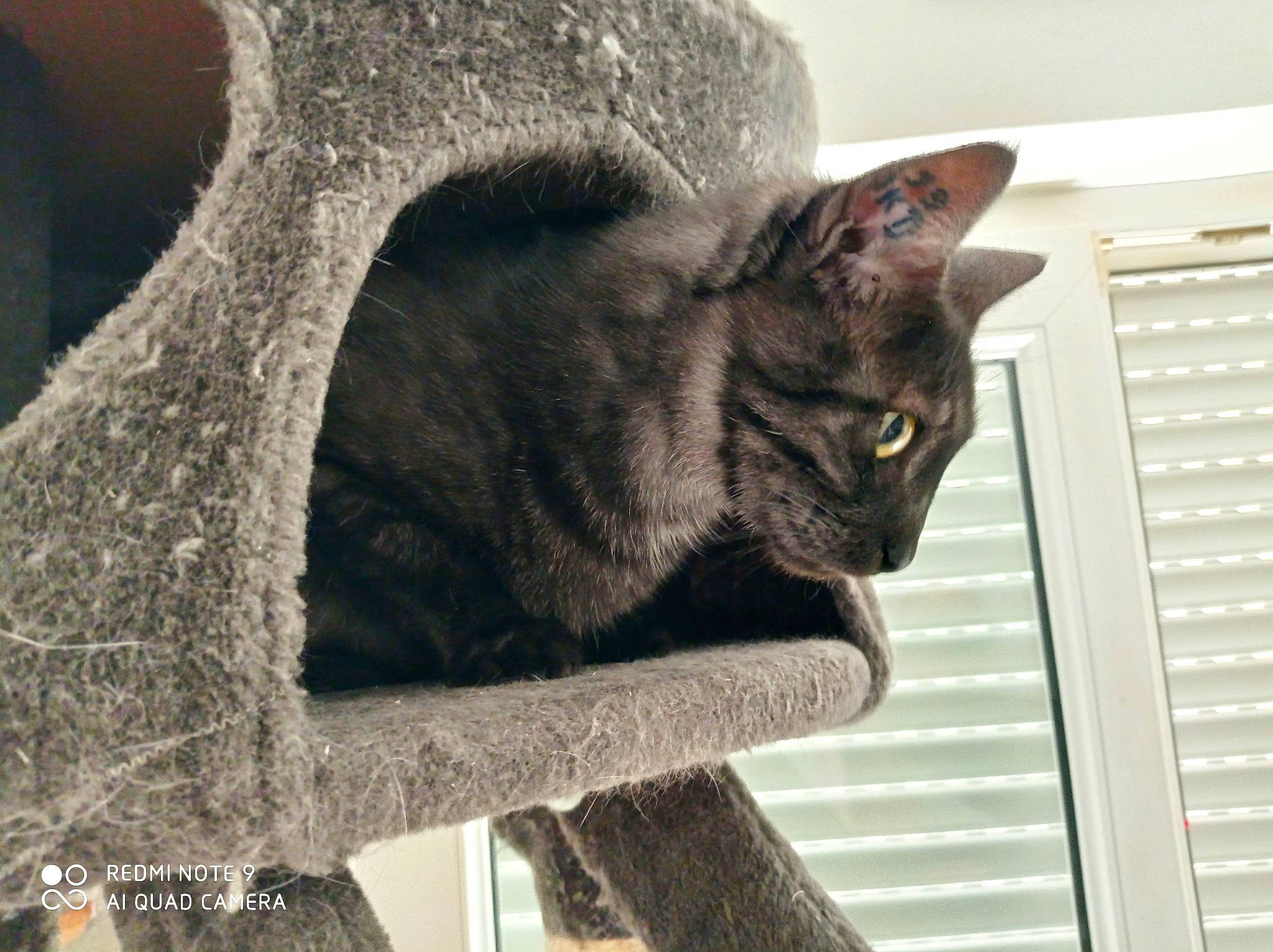 Teddy participe au concours pour gagner de l'argent avec cette photo : carnivore, cat, domestic_short_haired_cat, felidae, fur, grey, small_to_medium_sized_cats, snout, tail, tree, trunk, whiskers, window, window_blind, wood