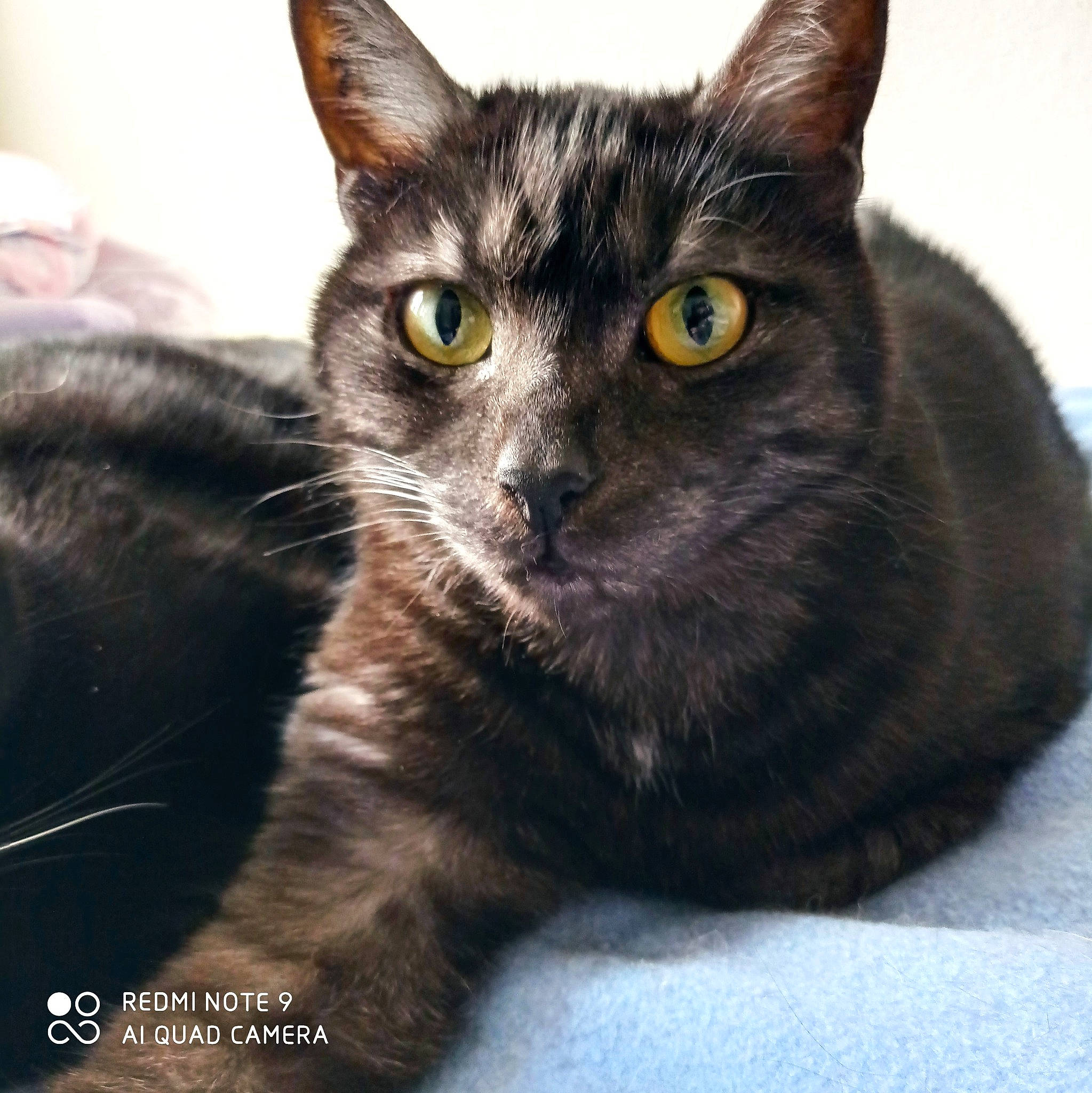 Teddy participe au concours pour gagner de l'argent avec cette photo : black_cat, carnivore, cat, cat_furniture, collar, domestic_short_haired_cat, eye, felidae, fur, paw, small_to_medium_sized_cats, snout, whiskers