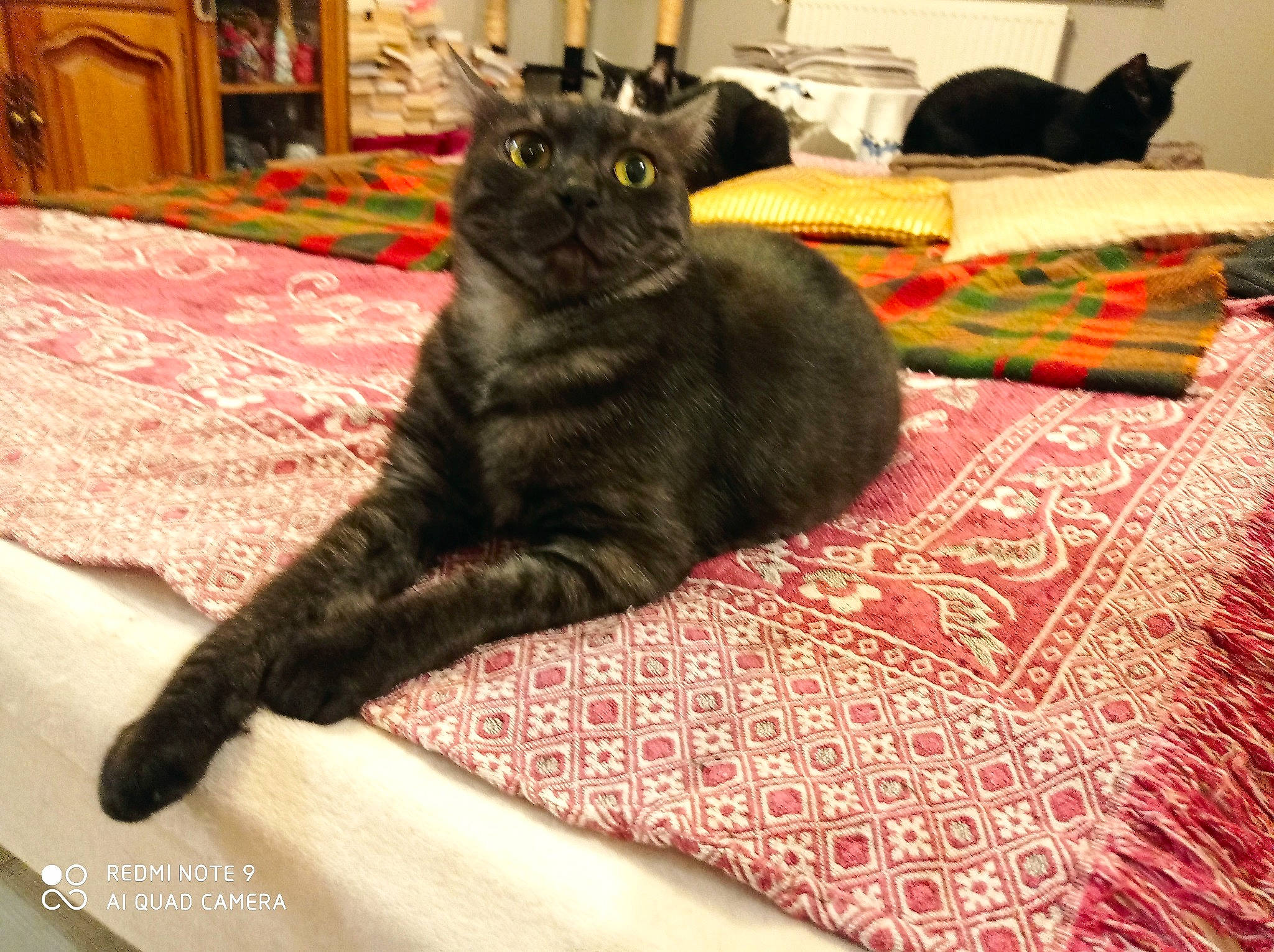 Teddy participe au concours pour gagner de l'argent avec cette photo : bedding, black_cat, bombay, carnivore, carpet, cat, claw, comfort, domestic_short_haired_cat, felidae, floor, flooring, fur, grey, linens, paw, room, small_to_medium_sized_cats, tail, whiskers