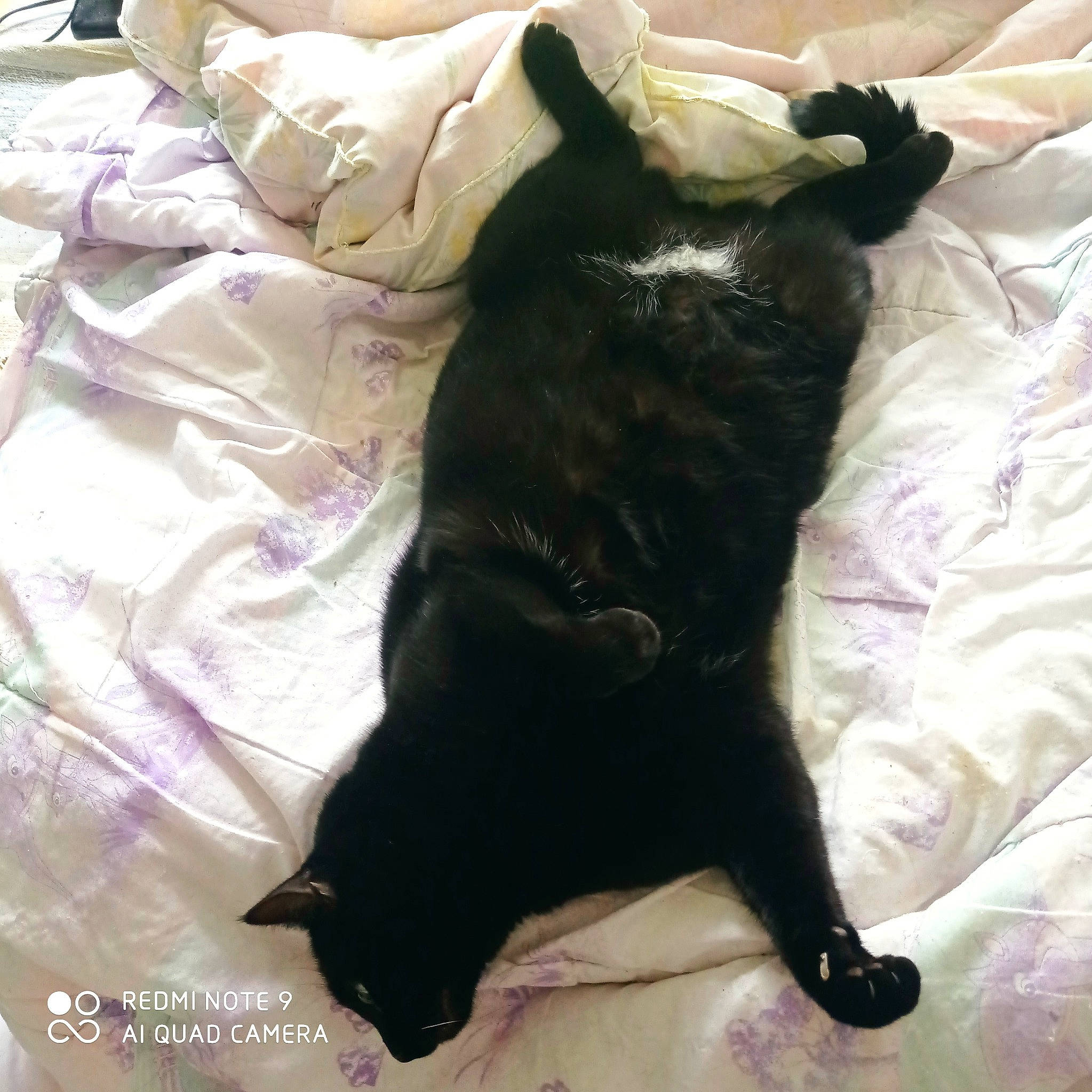 Prince a rejoint le concours — aidez-le/la à gagner de superbes lots ! bed, bedding, black_cat, bombay, cat, claw, comfort, companion_dog, dog_breed, domestic_short_haired_cat, duvet, felidae, fur, linens, paw, small_to_medium_sized_cats, snout, tail, terrestrial_animal, whiskers