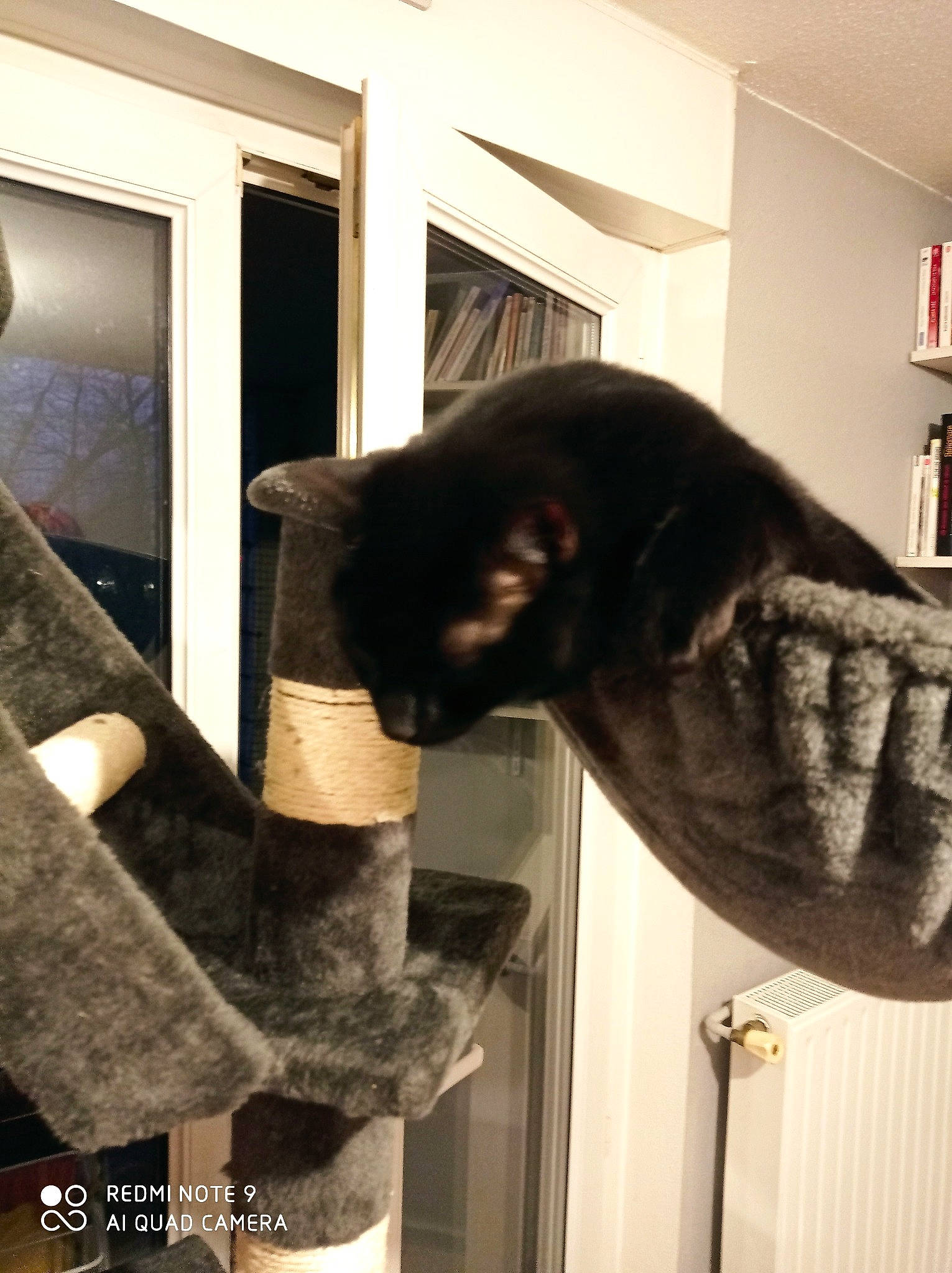 Prince participe au concours pour gagner de l'argent avec cette photo : bookcase, cat, felidae, fur, gesture, jaw, natural_material, rectangle, room, shelf, shelving, small_to_medium_sized_cats, snout, sporting_group, tail, textile, whiskers, window, wood