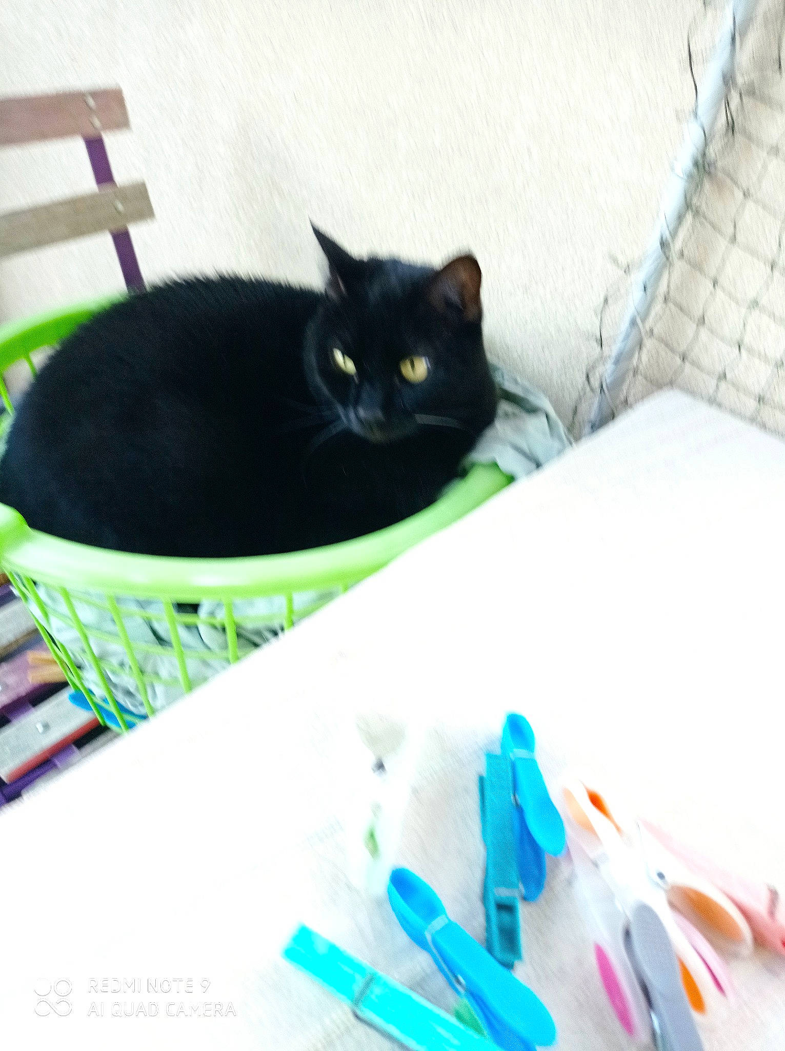 Prince participe au concours pour gagner de l'argent avec cette photo : bag, black_cat, bombay, carnivore, cat, comfort, domestic_short_haired_cat, electric_blue, fashion_accessory, felidae, linens, office_supplies, pen, pet_supply, rectangle, small_to_medium_sized_cats, stationery, tail, whiskers, writing_implement