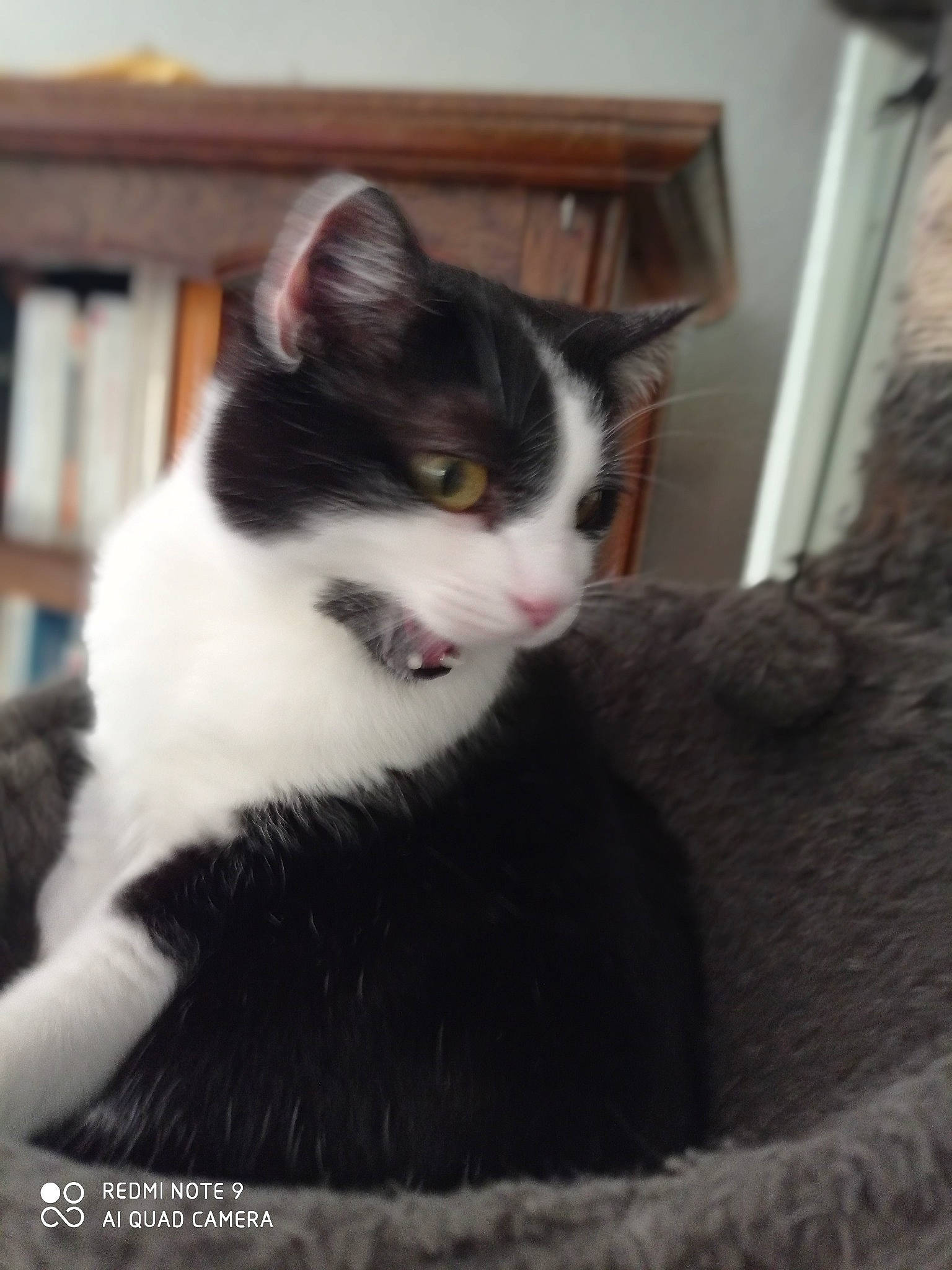 Speedy a rejoint le concours — aidez-le/la à gagner de superbes lots ! bookcase, carnivore, cat, cat_supply, claw, comfort, domestic_short_haired_cat, eye, felidae, formal_wear, fur, paw, shelf, shelving, small_to_medium_sized_cats, tail, tree, whiskers, window