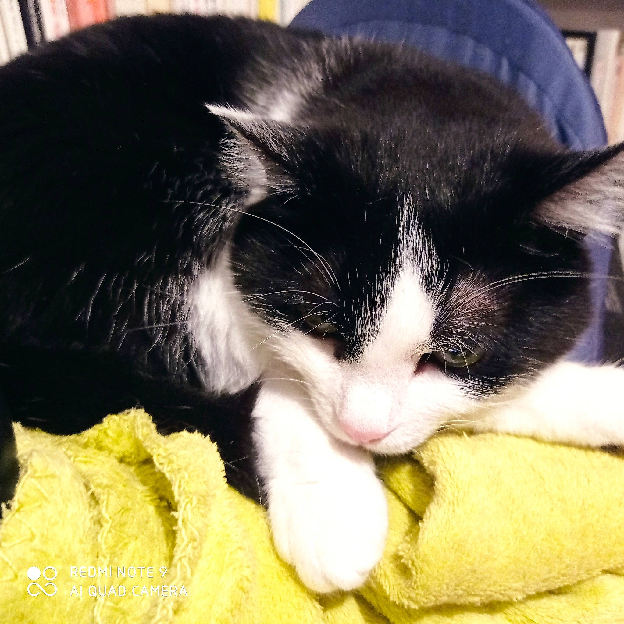 Speedy participe au concours pour gagner de l'argent avec cette photo : carnivore, cat, claw, comfort, domestic_short_haired_cat, eye, felidae, foot, fur, lap, nap, paw, sleep, small_to_medium_sized_cats, snout, tail, terrestrial_animal, whiskers