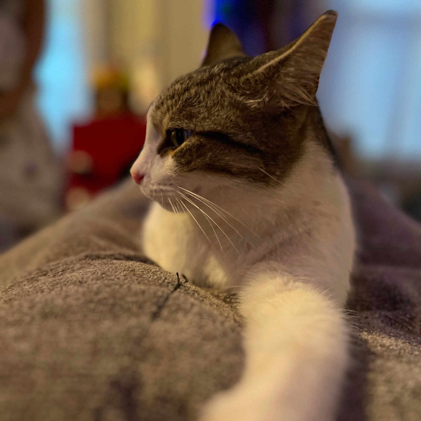 Café joined the competition — help win amazing prizes! animal, blurred_background, cat, closeup, comfortable, cozy, cute, domestic_cat, feline, fur, indoor, mammal, paw, pet, relaxing, resting, side_profile, soft_texture, warm_lighting, whiskers