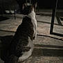 animal, back_view, cat, dark, domestic_animal, feline, floor, indoor, lonely, moody, night, pet, quiet, shadow, sitting, soft_light, still_life, tail, texture, whiskers