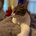 Silver H.