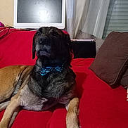 Pongo participe au concours pour gagner de l'argent avec cette photo : dog, bow_tie, red_couch, living_room, pillow, monitor, curtain, window, pet, indoor, relaxed, brown_fur, black_fur, canine, furniture, resting, domestic_animal, companion, household, portrait
