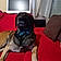 Pongo