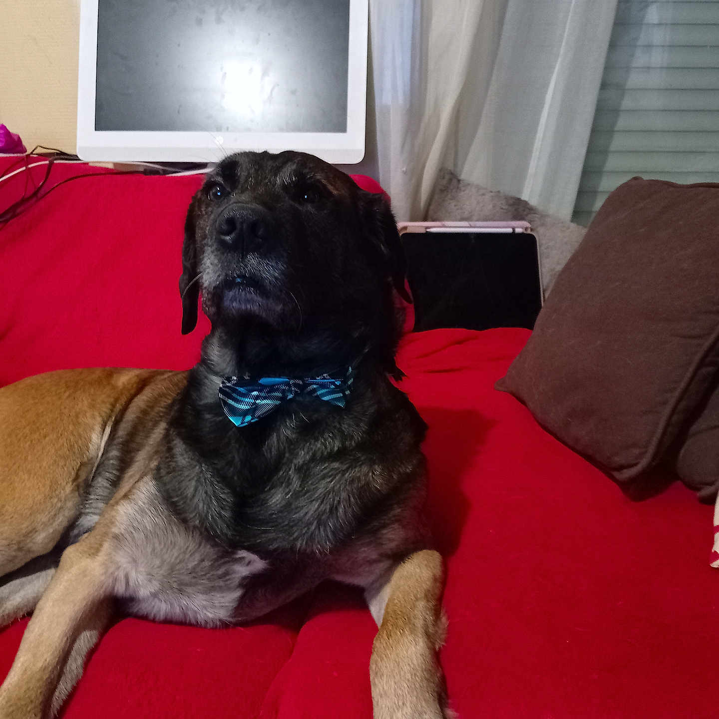Pongo participe au concours pour gagner de l'argent avec cette photo : dog, bow_tie, red_couch, living_room, pillow, monitor, curtain, window, pet, indoor, relaxed, brown_fur, black_fur, canine, furniture, resting, domestic_animal, companion, household, portrait