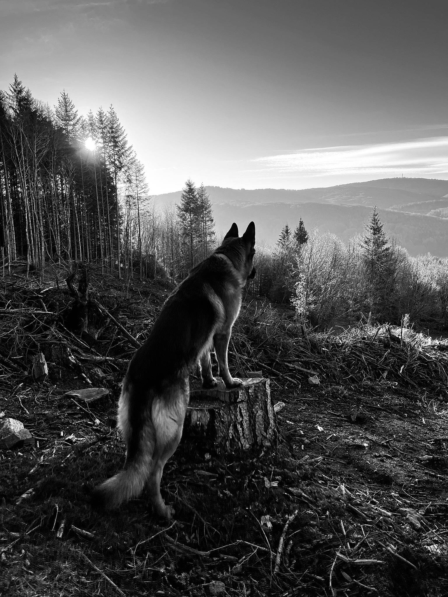 Red a rejoint le concours — aidez-le/la à gagner de superbes lots ! black_and_white, carnivore, dog, dog_breed, felidae, flash_photography, forest, grass, grassland, landscape, monochrome, monochrome_photography, natural_landscape, plant, sky, small_to_medium_sized_cats, tail, terrestrial_animal, tree, wood