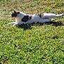 animal, backyard, cat, daylight, feline, flora, garden, grass, greenery, lying_down, mammal, nature, outdoor, peaceful, pet, potted_plants, relaxed, stretching, summer, sunlight
