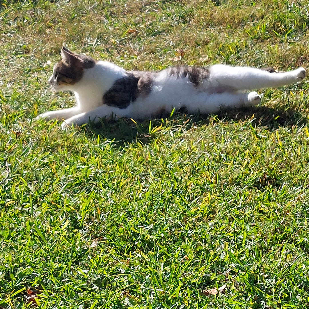 Rio participe au concours pour gagner de l'argent avec cette photo : animal, backyard, cat, daylight, feline, flora, garden, grass, greenery, lying_down, mammal, nature, outdoor, peaceful, pet, potted_plants, relaxed, stretching, summer, sunlight