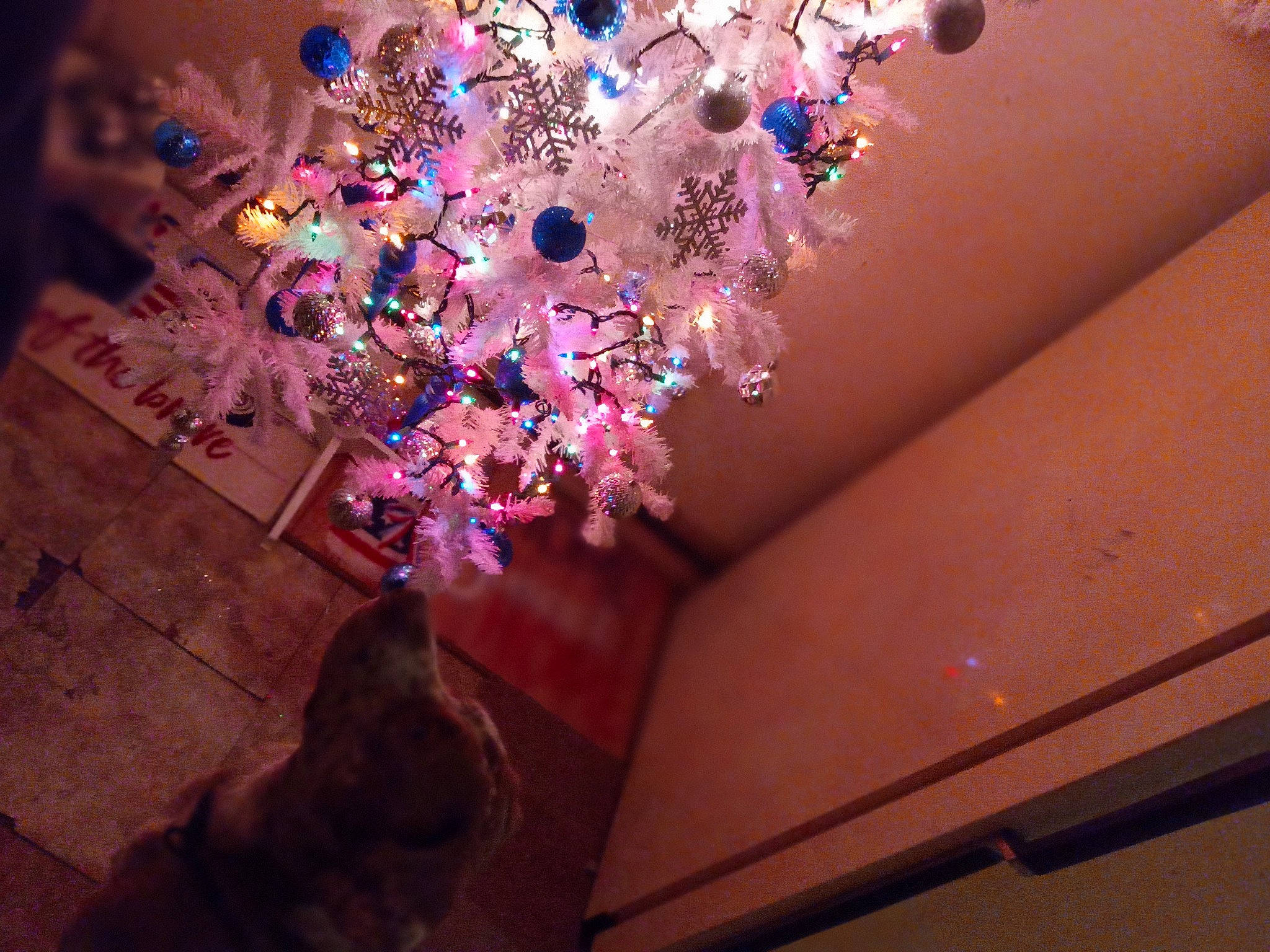 Buddy joined the competition — help win amazing prizes! ceiling, circle, electric_blue, event, fashion_accessory, flooring, glass, light_fixture, magenta, ornament, pattern, pink, purple, room, shadow, space, tints_and_shades, violet, visual_arts, wood