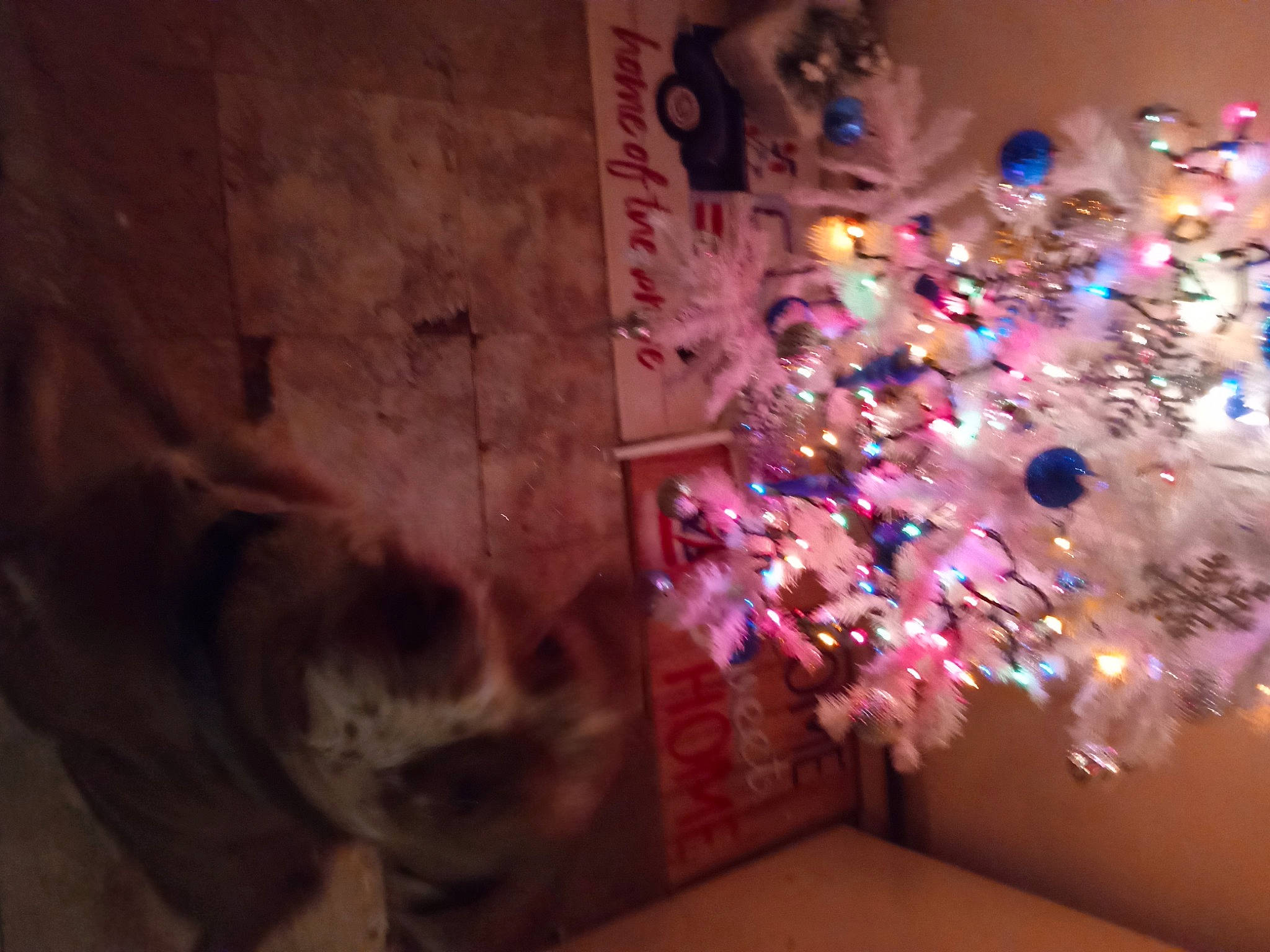 Buddy joined the competition — help win amazing prizes! christmas, christmas_decoration, christmas_eve, christmas_ornament, christmas_tree, conifer, darkness, decoration, event, fun, holiday, holiday_ornament, magenta, ornament, plant, purple, space, tradition, tree, wood