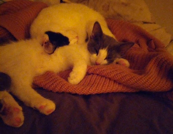 Sweetheart joined the competition — help win amazing prizes! canidae, carnivore, cat, cat_supply, claw, comfort, companion_dog, domestic_short_haired_cat, fawn, felidae, flooring, fur, hardwood, nap, paw, small_to_medium_sized_cats, snout, tail, whiskers, wood