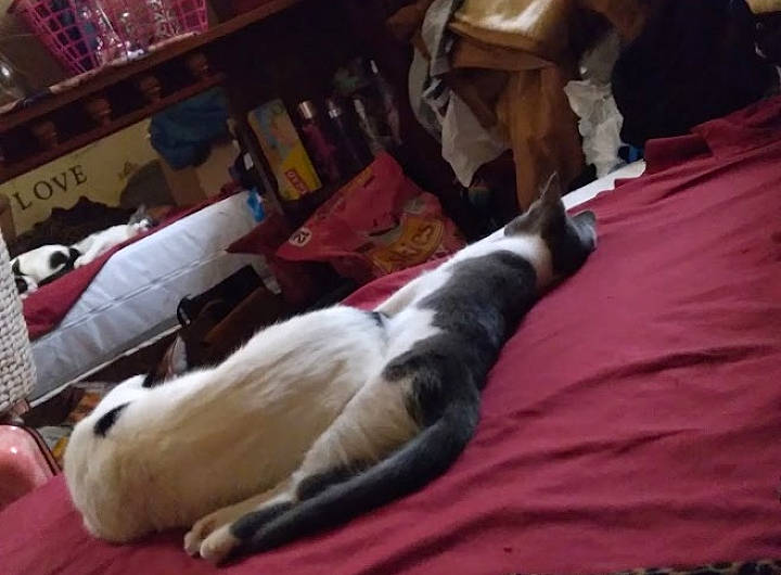 Sweetheart is registered to the contest to win money with this photo: carnivore, cat, comfort, companion_dog, dog, dog_breed, fawn, felidae, foot, fur, linens, nap, paw, room, shelf, small_to_medium_sized_cats, snout, sporting_group, tail, whiskers