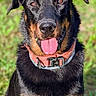 dog, black_and_tan, rottweiler, portrait, outdoor, grass, sitting, tongue_out, collar, pet, canine, fur, floppy_ears, brown_markings, close_up, centered, happy, alert, backyard, nature