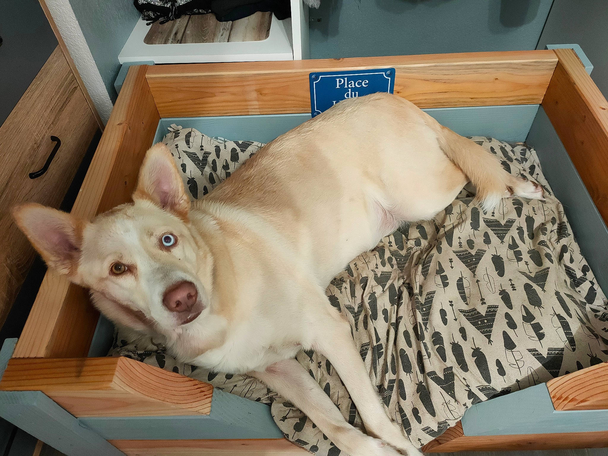 Taïko participe au concours pour gagner de l'argent avec cette photo : canidae, carnivore, companion_dog, dog, dog_breed, fawn, mammal, sporting_group, vertebrate