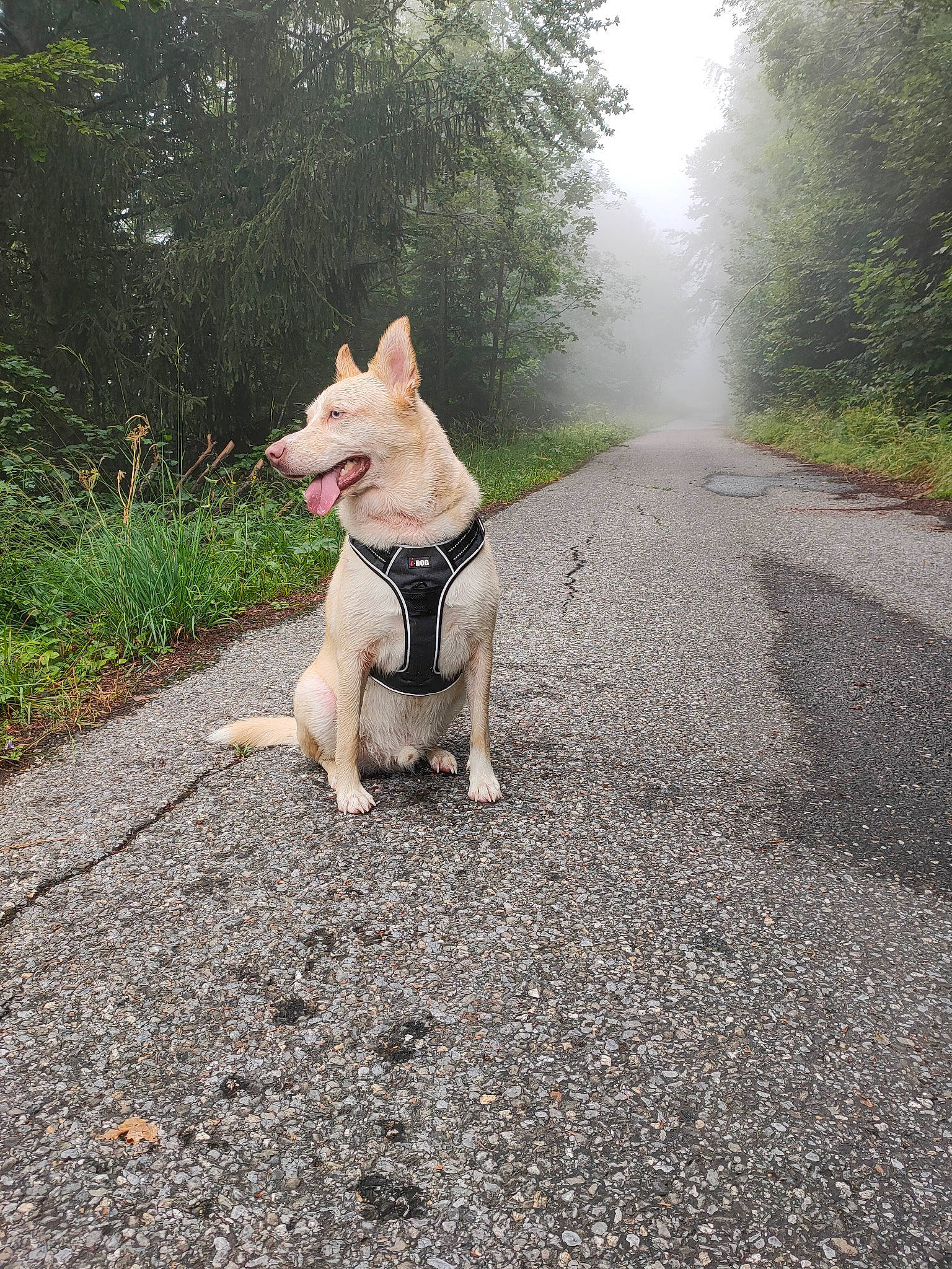 Taïko a rejoint le concours — aidez-le/la à gagner de superbes lots ! adventure, canidae, carnivore, carolina_dog, cretan_hound, dog, dog_breed, dog_walking, fawn, mammal, non_sporting_group, road, sporting_group, tail, trail, tree, vertebrate, walking