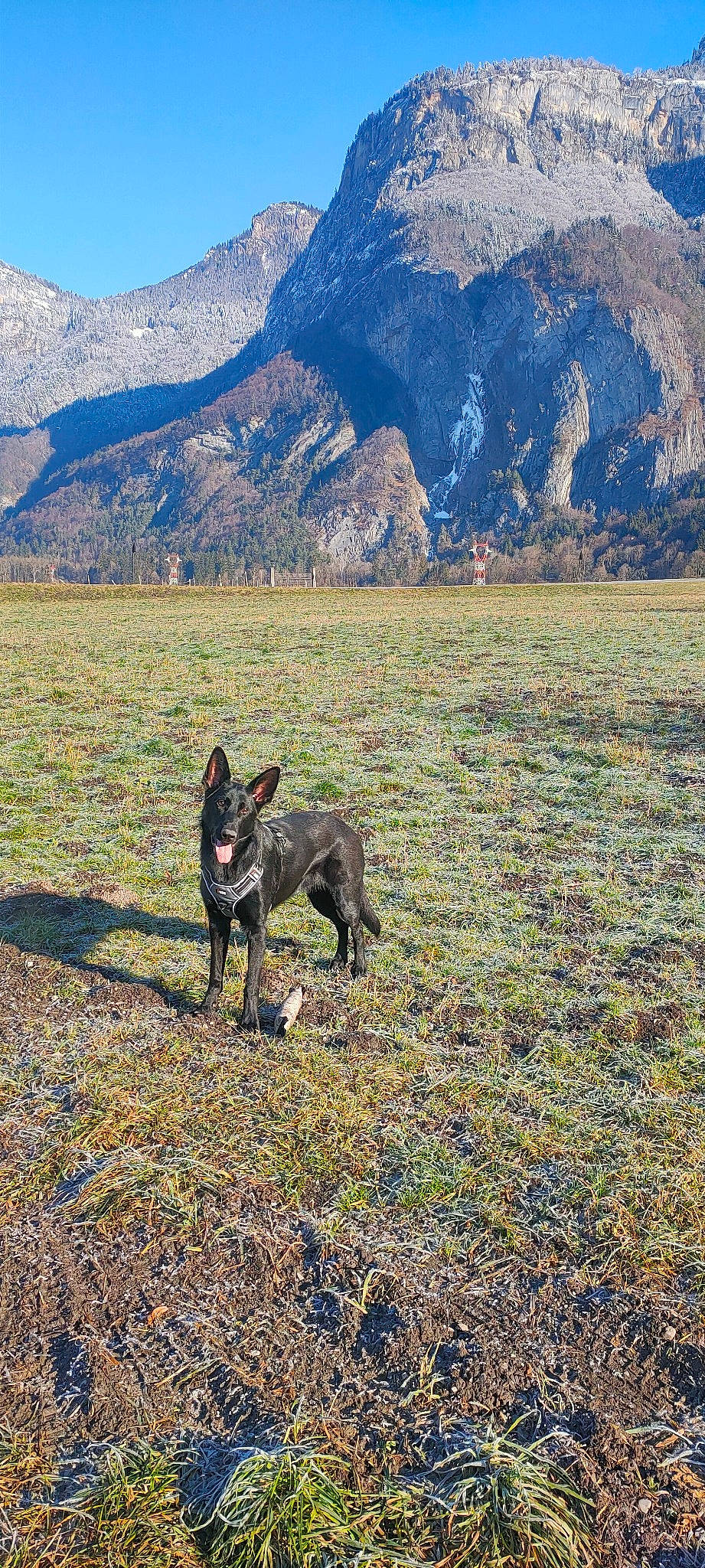 Judy a rejoint le concours — aidez-le/la à gagner de superbes lots ! carnivore, dog, dog_breed, fell, geology, grassland, groundcover, highland, hill, massif, mountain, mountain_range, mountainous_landforms, natural_landscape, outcrop, pasture, slope, terrain, valley, wilderness
