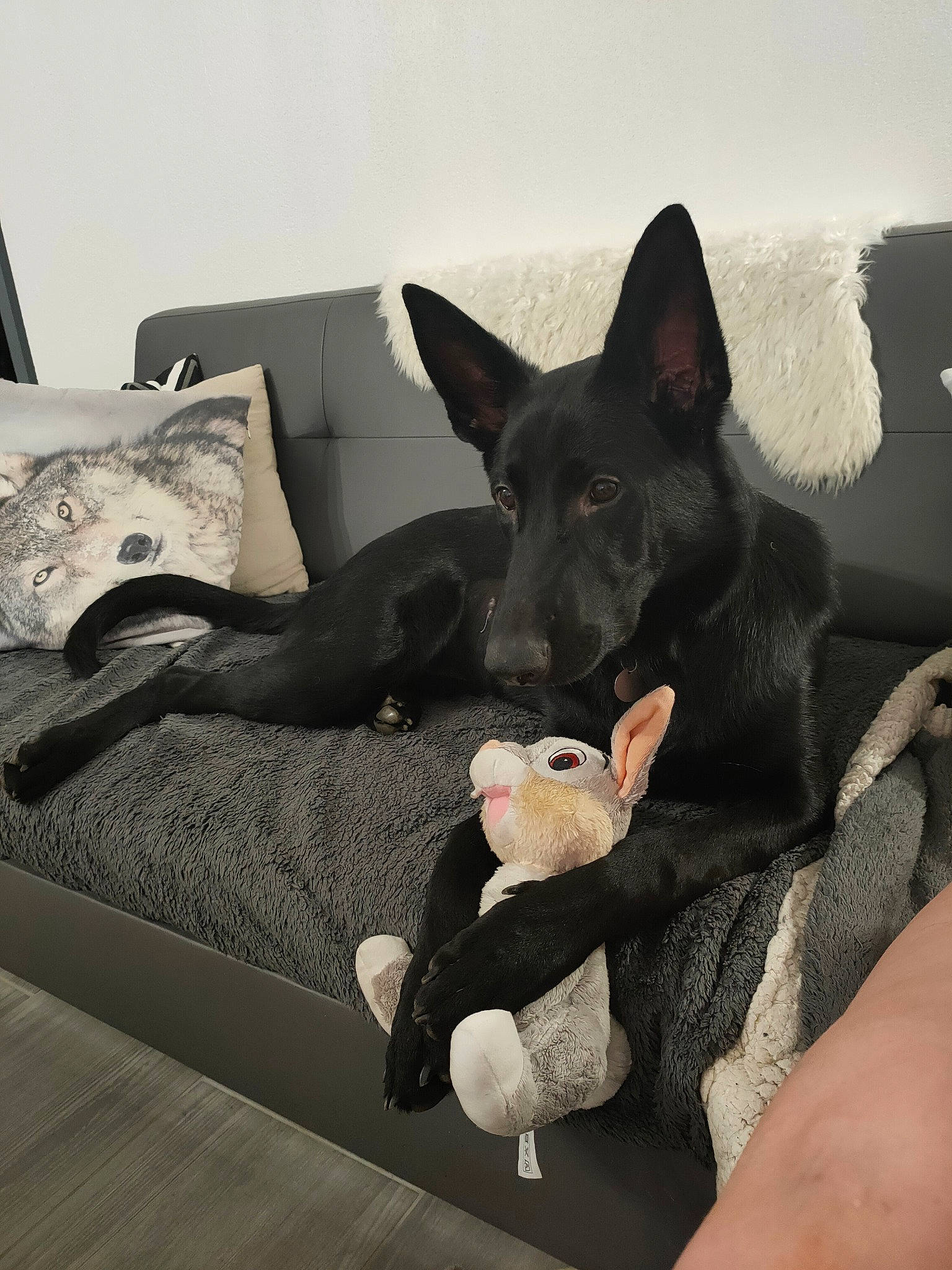 Judy participe au concours pour gagner de l'argent avec cette photo : australian_kelpie, black_norwegian_elkhound, canidae, carnivore, dog, dog_breed, formosan_mountain_dog, mammal, non_sporting_group, schipperke, vertebrate