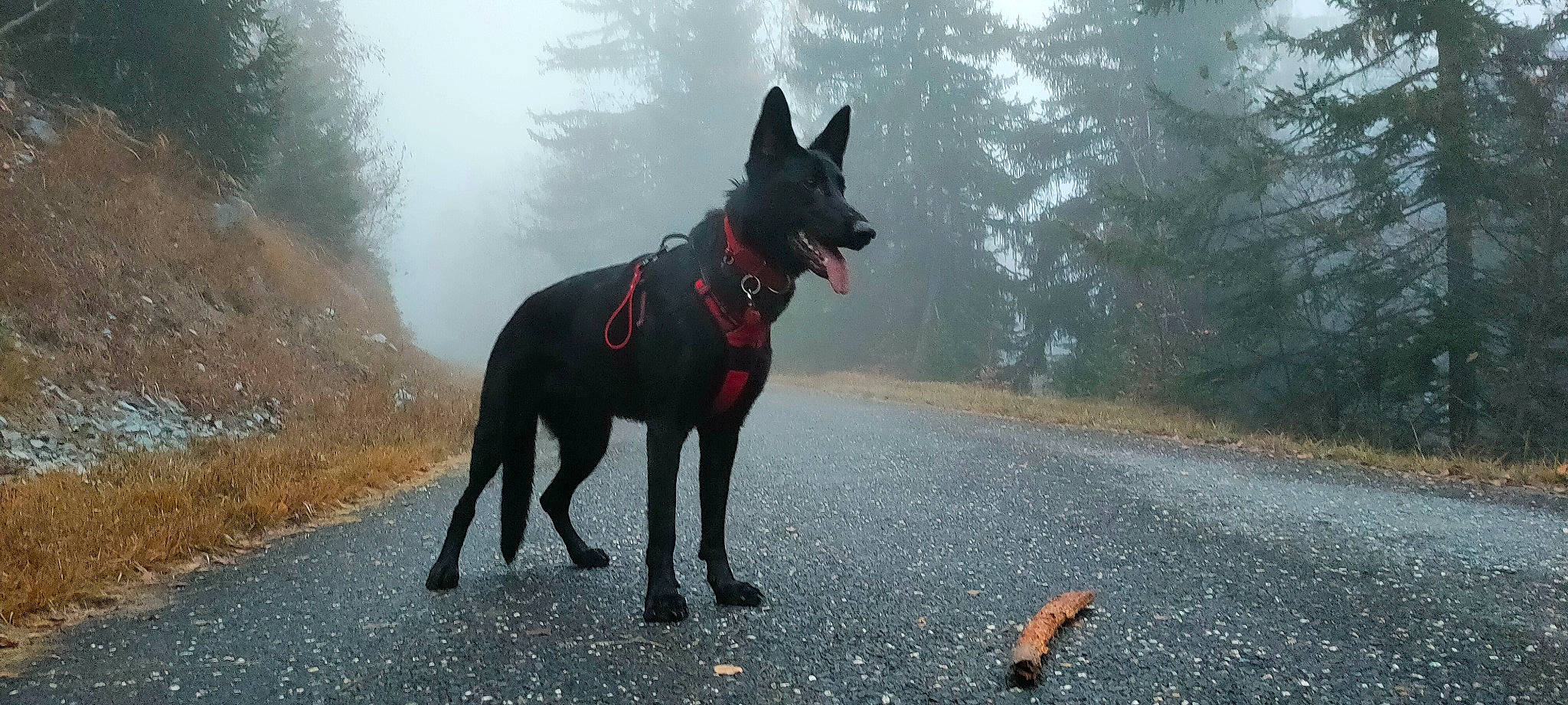 Judy participe au concours pour gagner de l'argent avec cette photo : asphalt, atmospheric_phenomenon, black_norwegian_elkhound, carnivore, collar, dog, dog_breed, dog_collar, dog_supply, fog, guard_dog, leash, mist, road_surface, sporting_group, tail, tar, tree, water, working_animal