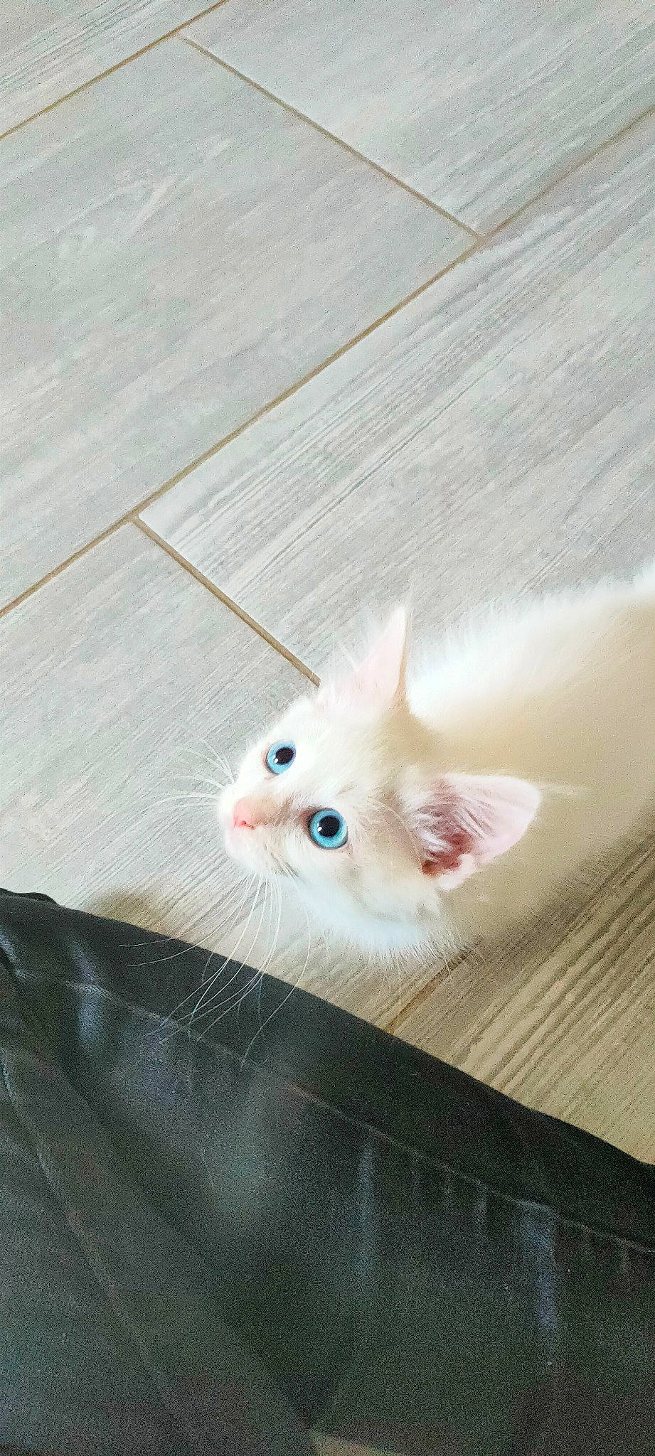 Sohanne participe au concours pour gagner de l'argent avec cette photo : fawn, felidae, flooring, foot, fur, hardwood, mouse, natural_material, paw, small_to_medium_sized_cats, snout, tail, whiskers, wood, wood_stain