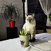 Simba participe au concours pour gagner de l'argent avec cette photo : animal, architecture, bed, building, cat, cookware, flower, flowerarrangement, flowerbouquet, furniture, indoors, jar, livingroom, pet, plant, planter, pot, pottedplant, pottery, vase