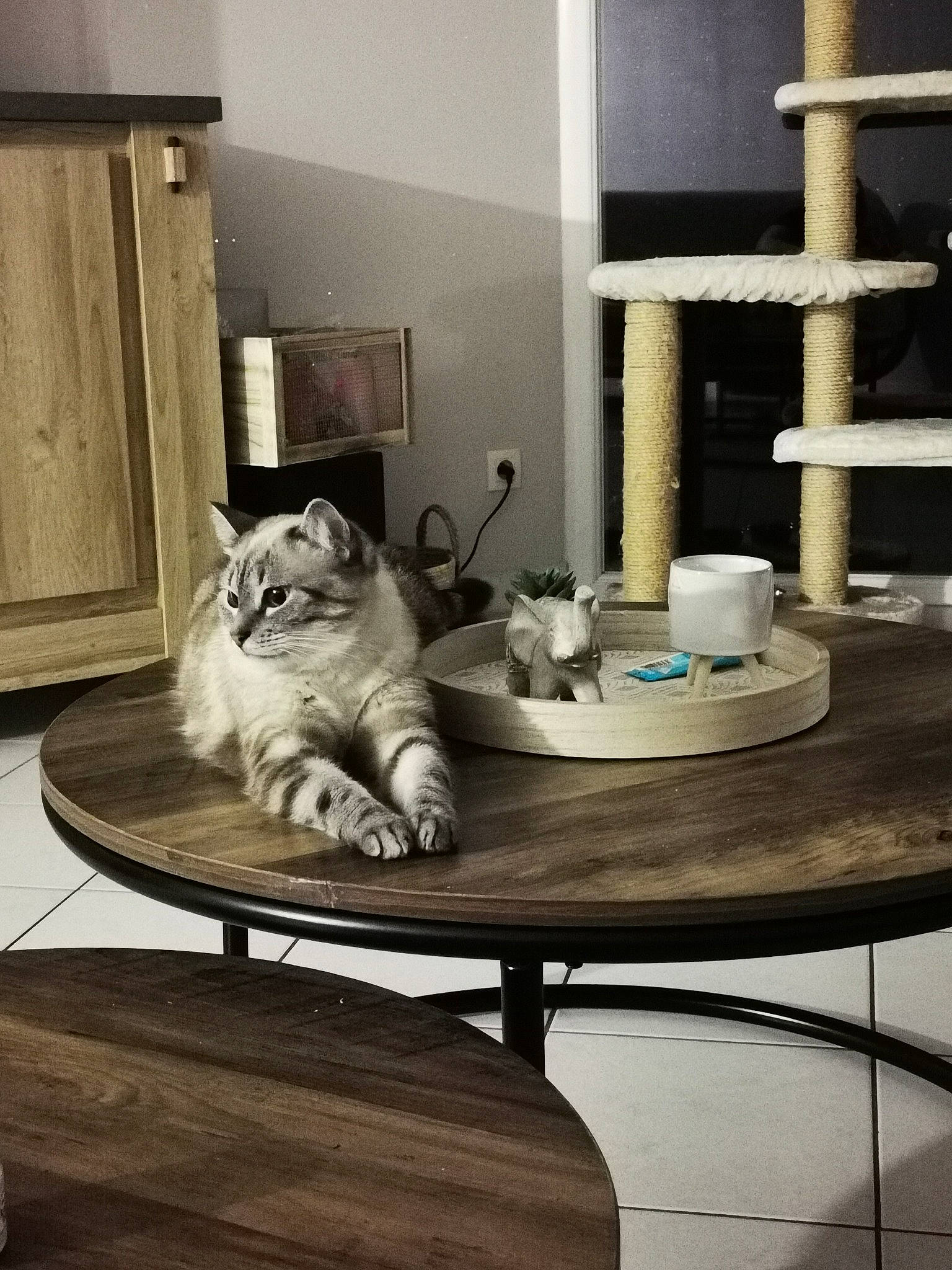 Simba participe au concours pour gagner de l'argent avec cette photo : art, carnivore, cat, comfort, companion_dog, felidae, floor, flooring, furniture, grey, hardwood, interior_design, living_room, shelf, shelving, small_to_medium_sized_cats, table, whiskers, window, wood