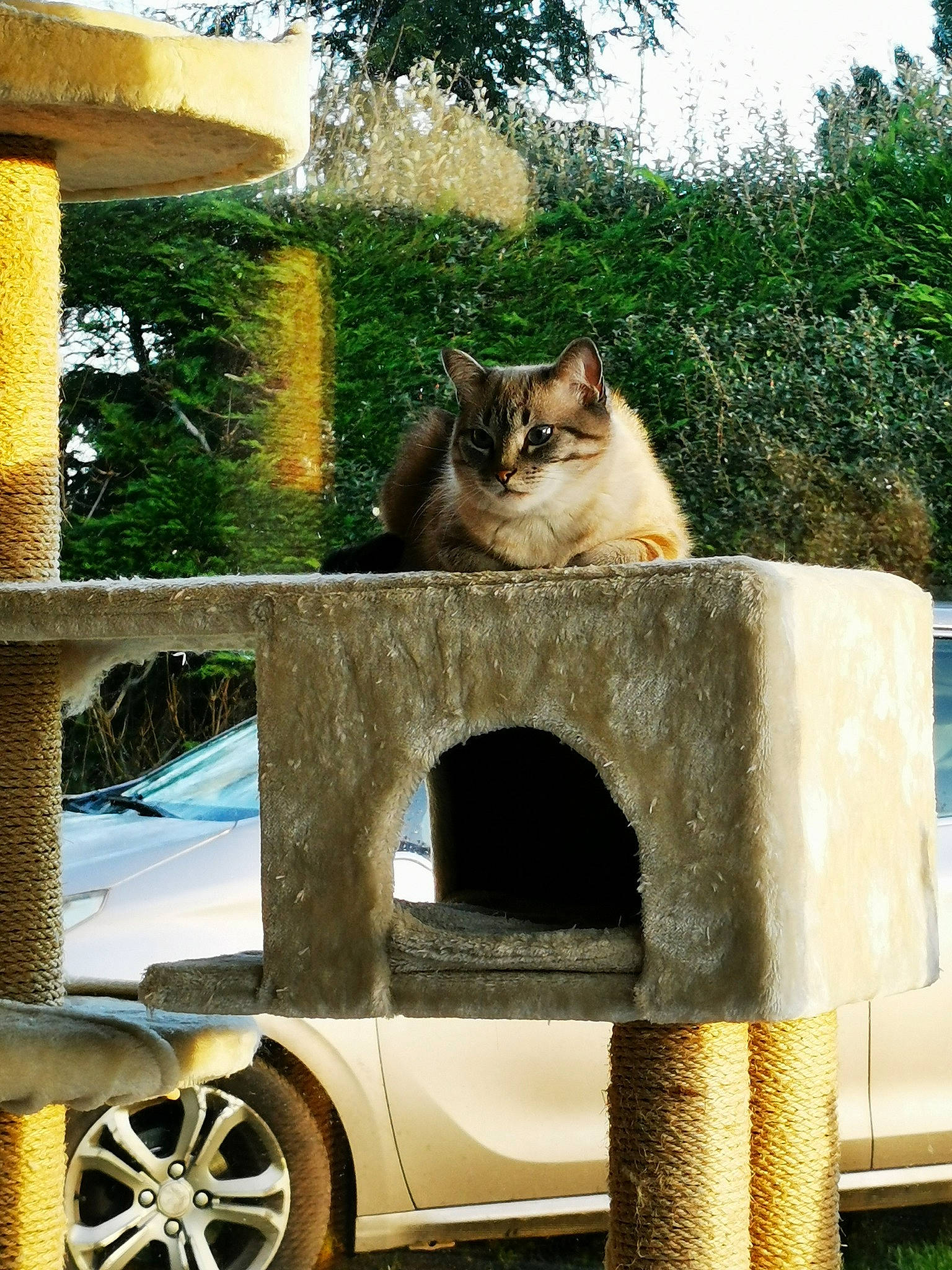 Simba a rejoint le concours — aidez-le/la à gagner de superbes lots ! automotive_tire, carnivore, cat, fawn, felidae, fender, grass, hubcap, outdoor_furniture, plant, small_to_medium_sized_cats, tints_and_shades, tire, tree, vehicle, wall, wheel, whiskers, wood, yellow