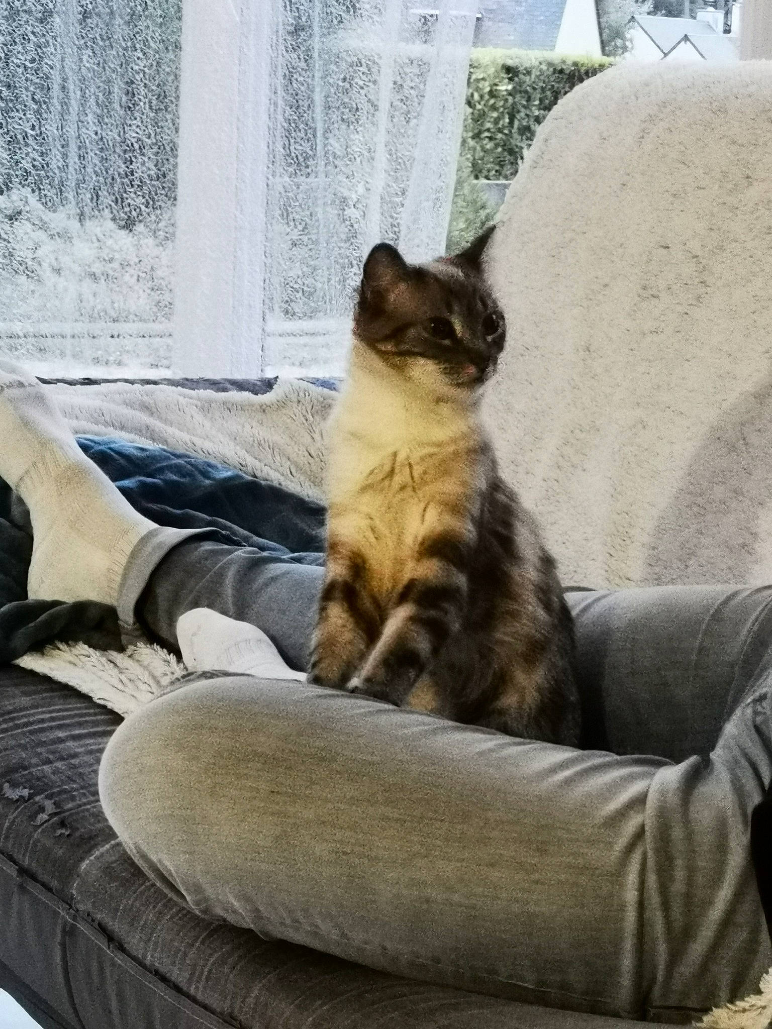 Simba a rejoint le concours — aidez-le/la à gagner de superbes lots ! carnivore, cat, cat_supply, comfort, couch, domestic_short_haired_cat, fawn, felidae, fur, grey, linens, living_room, pet_supply, room, small_to_medium_sized_cats, tail, textile, tree, whiskers, window